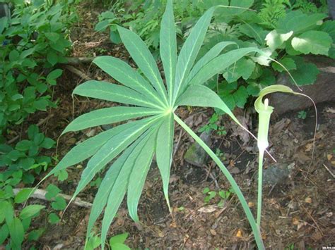 天南星科植物有哪些|天南星科植物介紹天南星科植物之分類特徵及開花